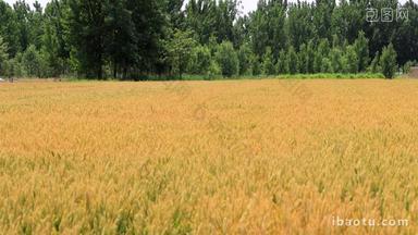 实拍8k农田小麦